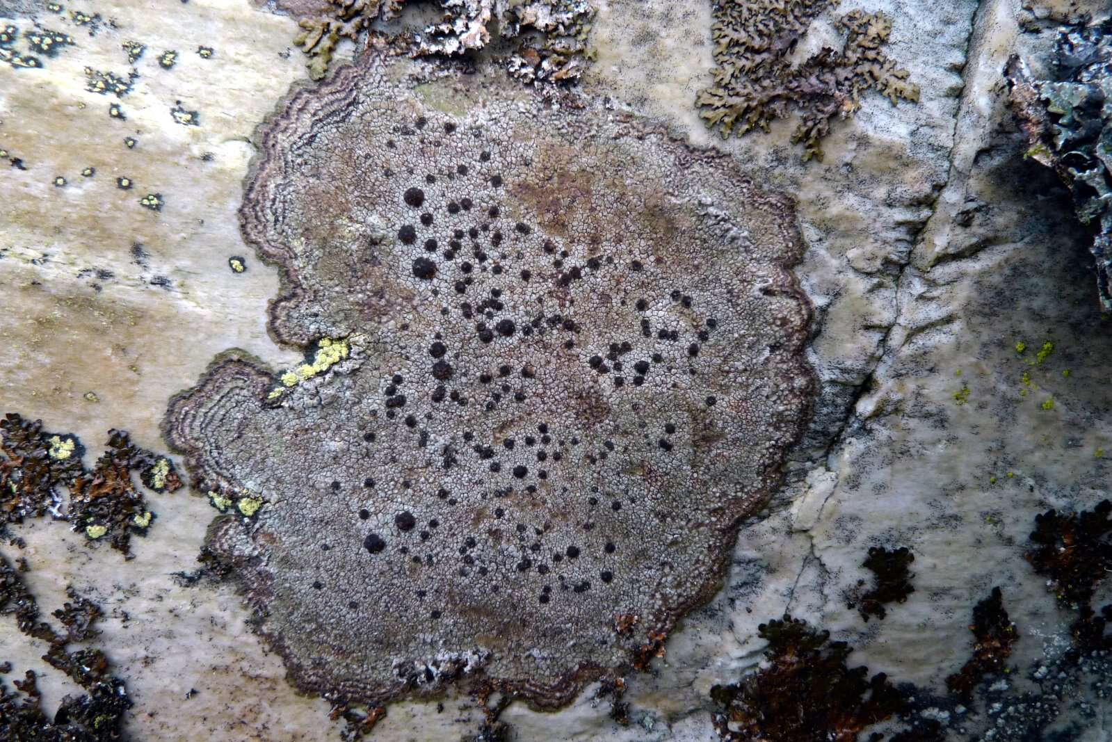 Image of fuscidea lichen