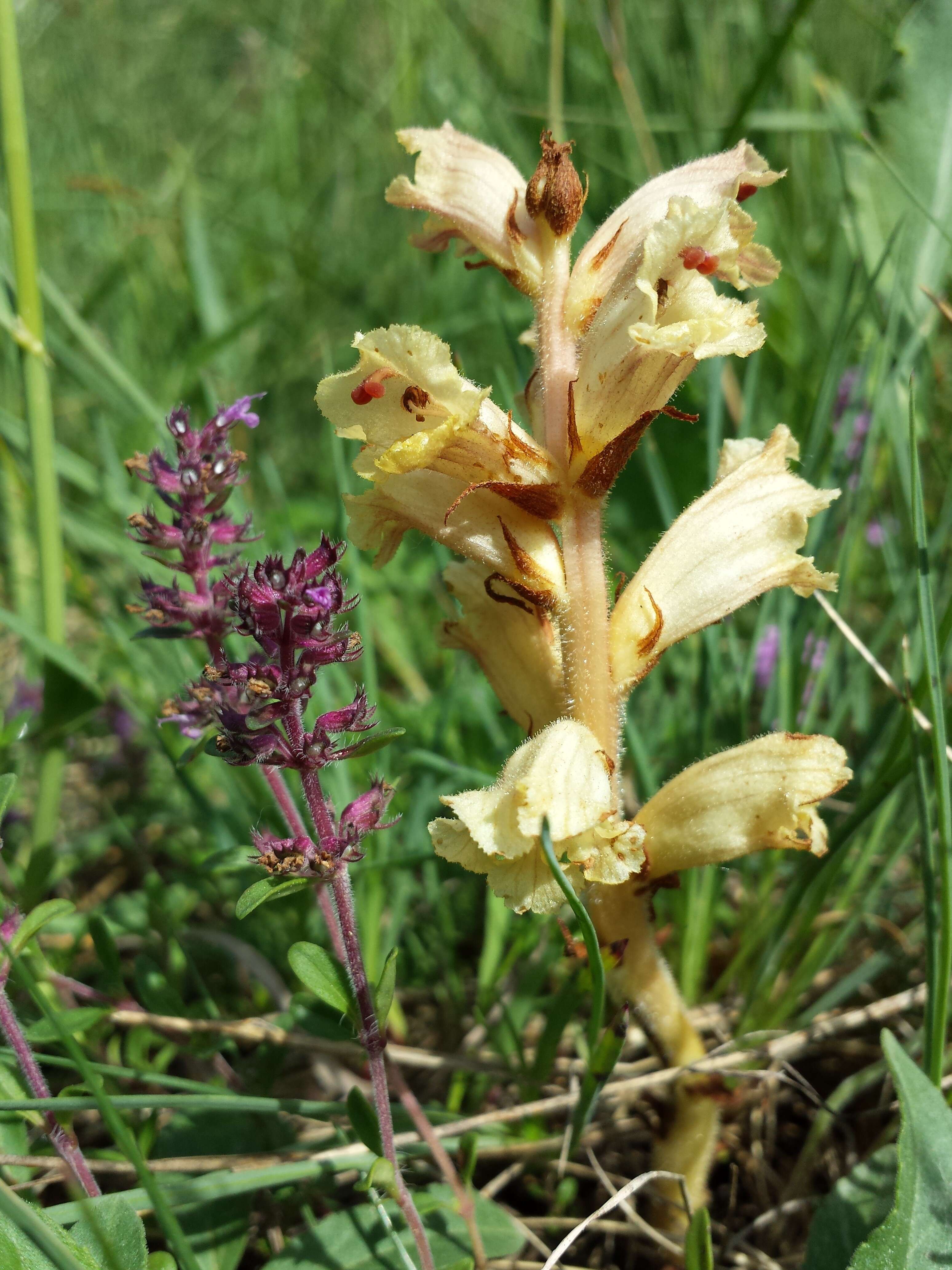 Image of Thymus pulegioides subsp. pannonicus (All.) Kerguélen