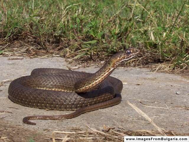 Image of Eastern Montpellier Snake