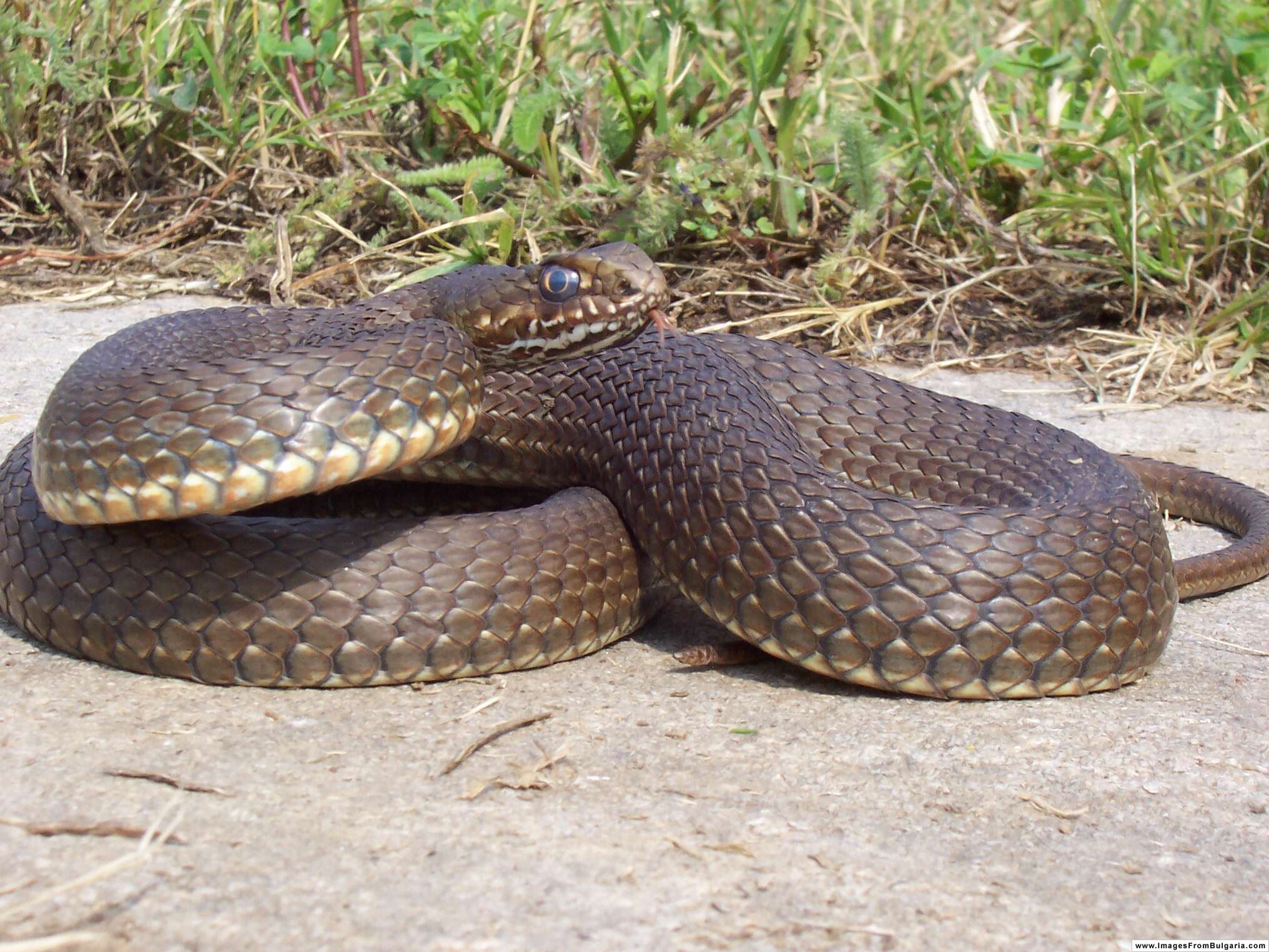 Image of Eastern Montpellier Snake