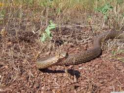 Image of Eastern Montpellier Snake