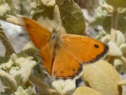 Image of Cretan Small Heath