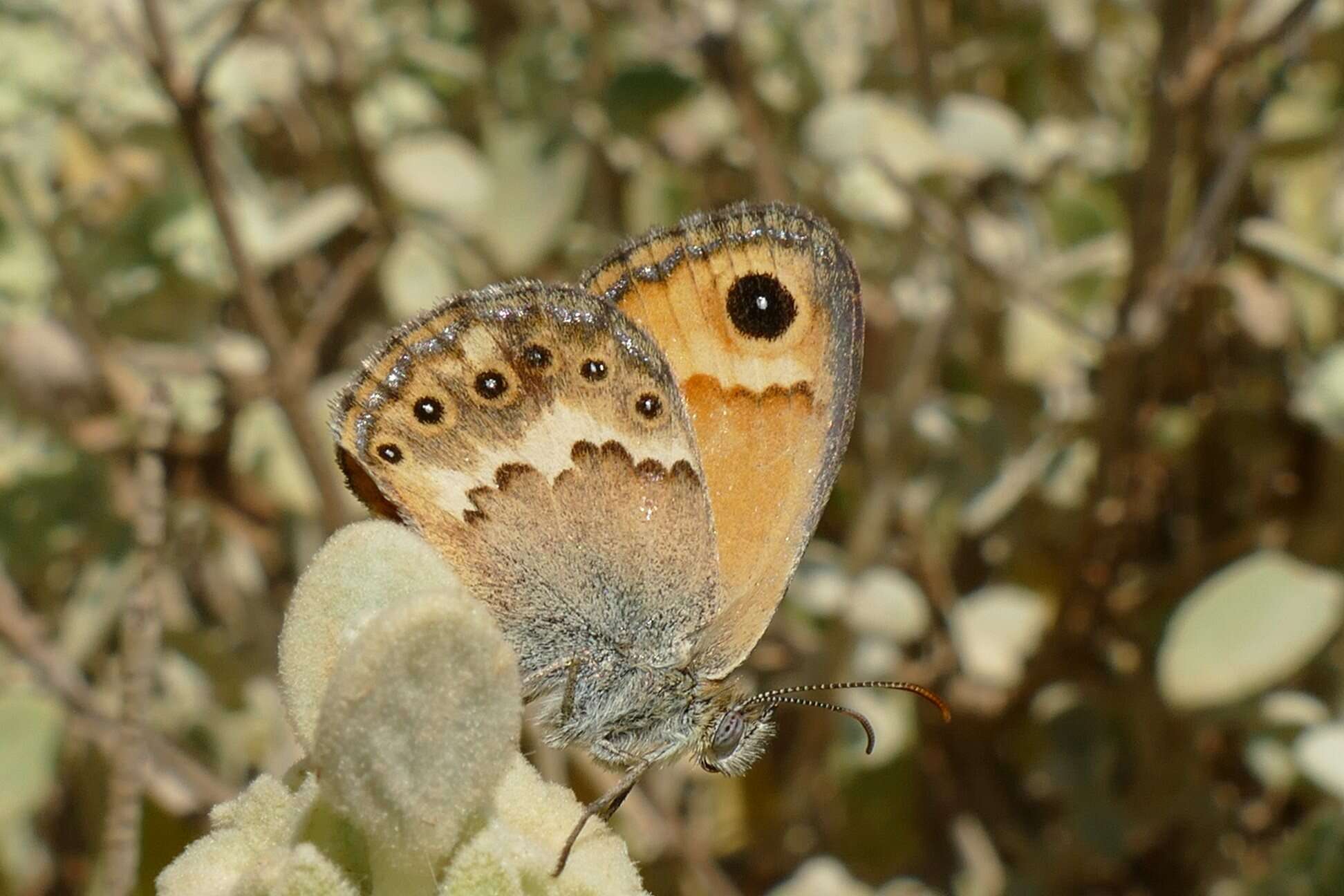 Image of Cretan Small Heath