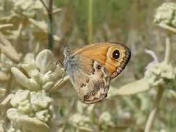 Image of Cretan Small Heath