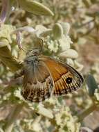 Image of Cretan Small Heath