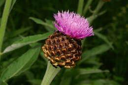 Image of Giant Scabiosa