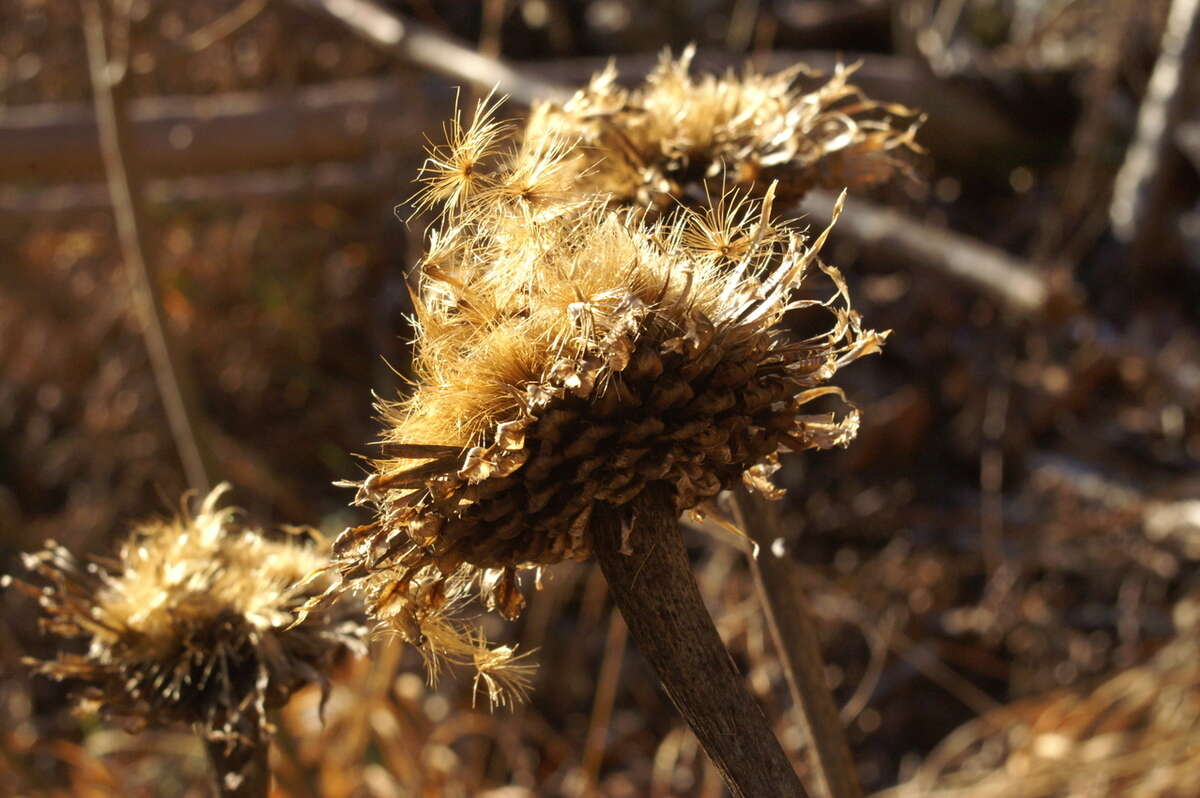 Image of Giant Scabiosa