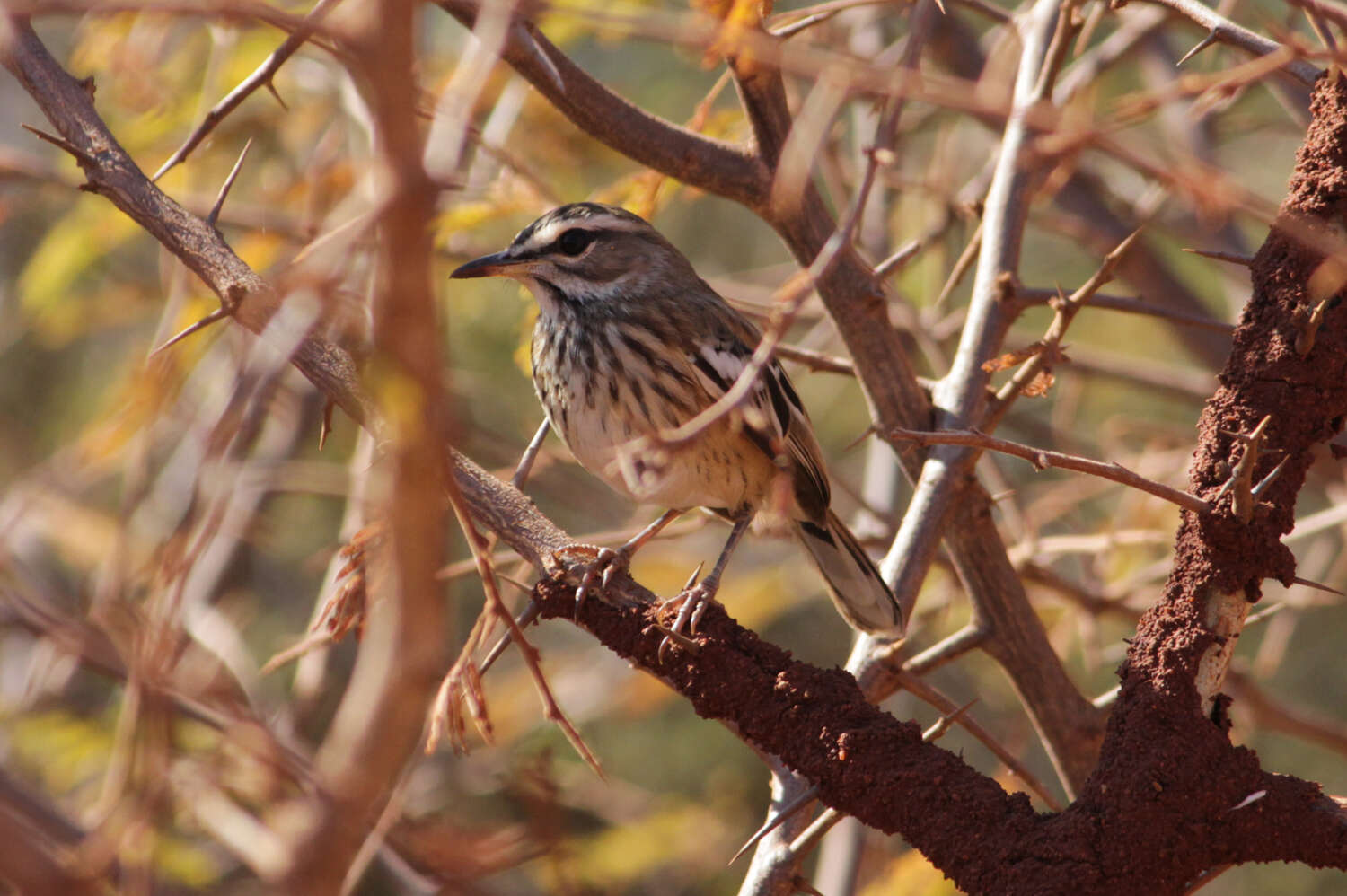 Image of White-browed Scrub Robin