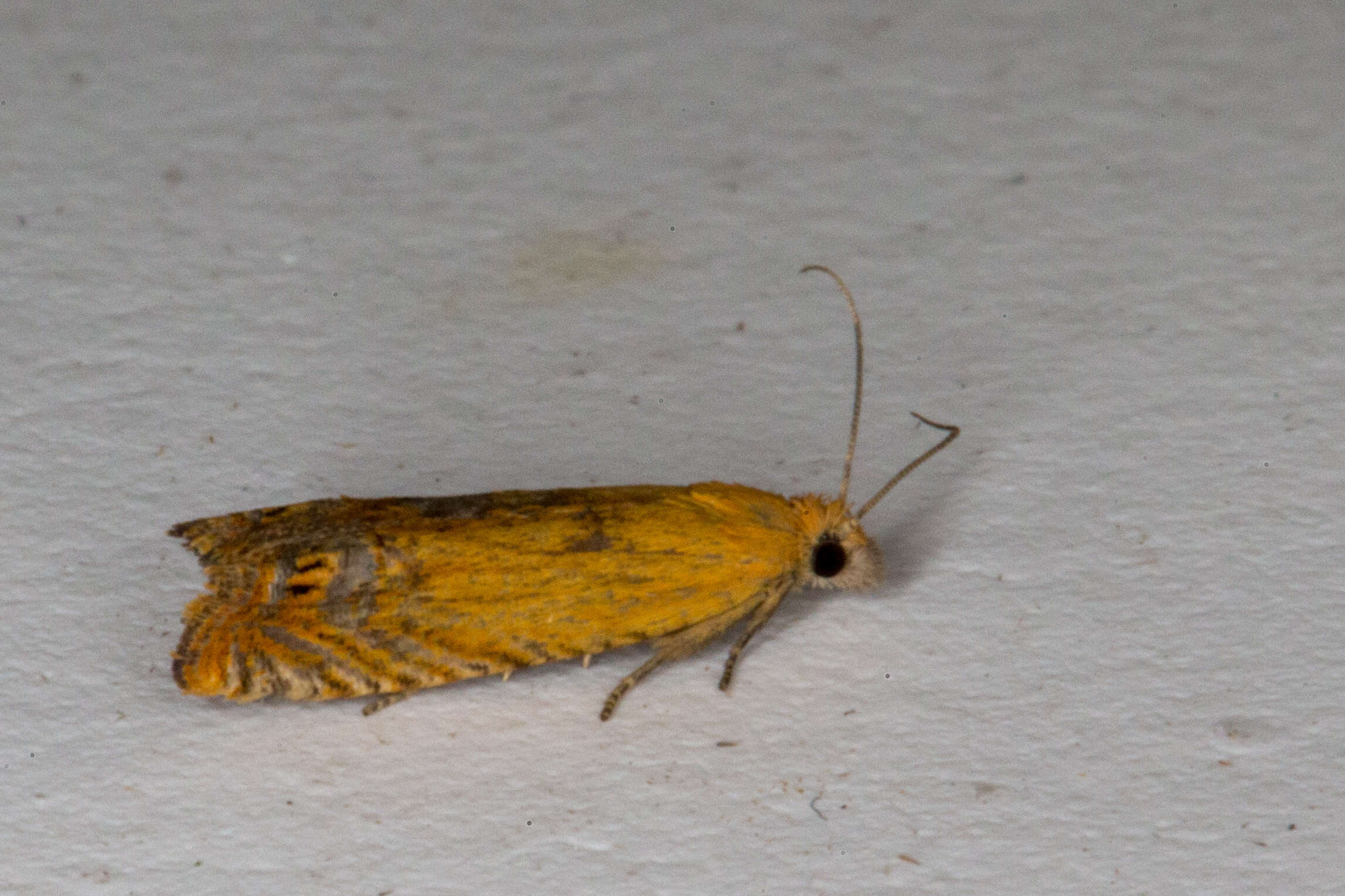 Image of Lathronympha strigana Fabricius 1775