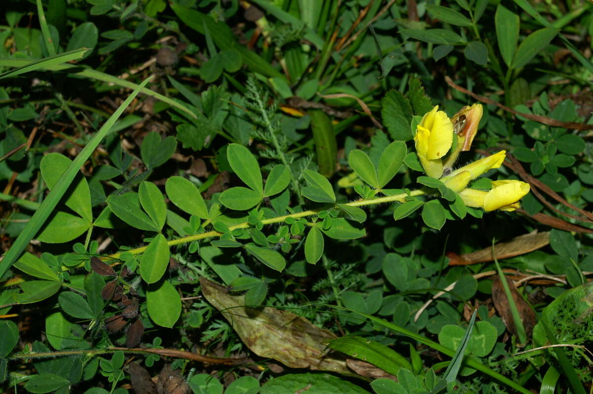 Image of dragon's teeth