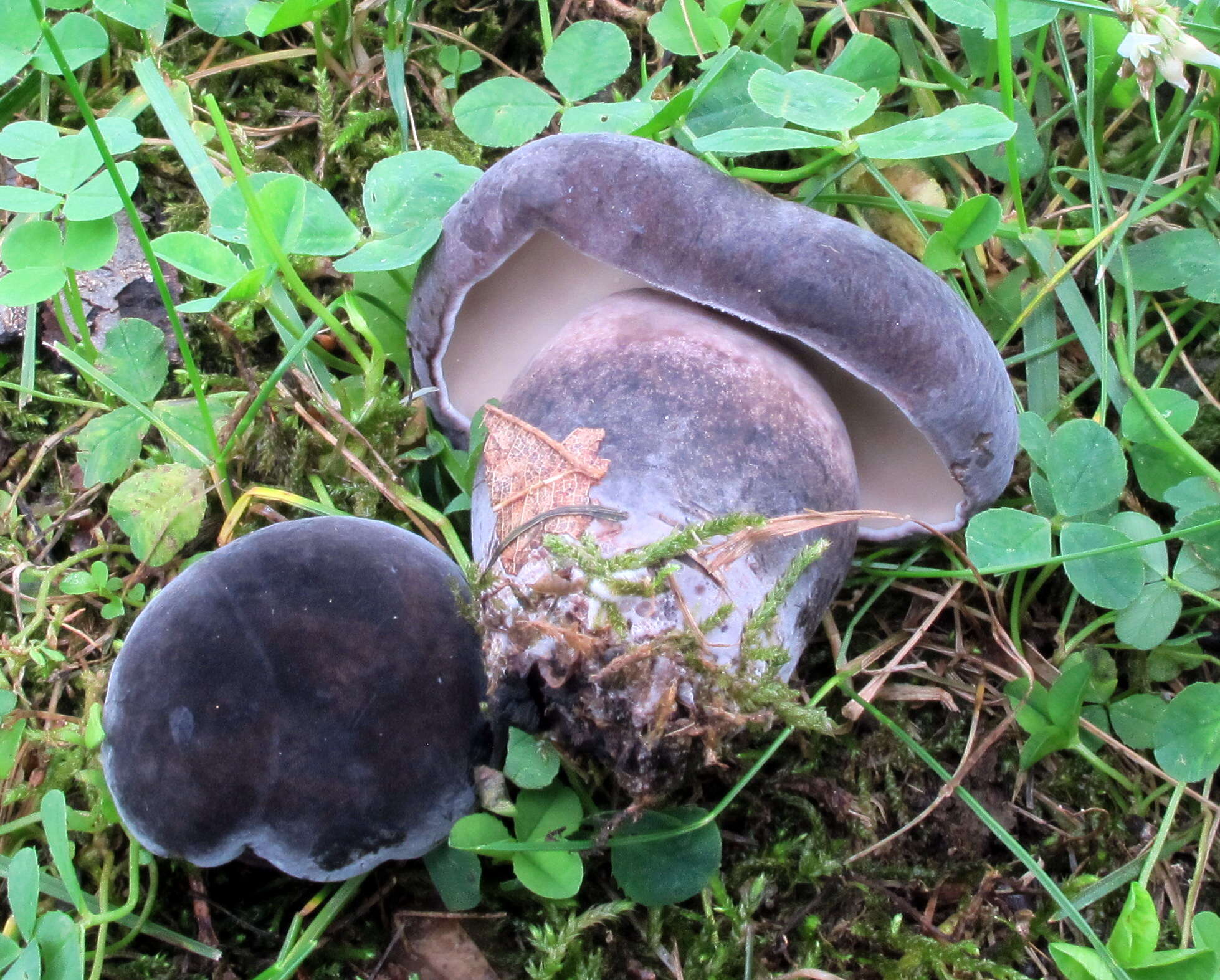 Image of Tylopilus alboater (Schwein.) Murrill 1909