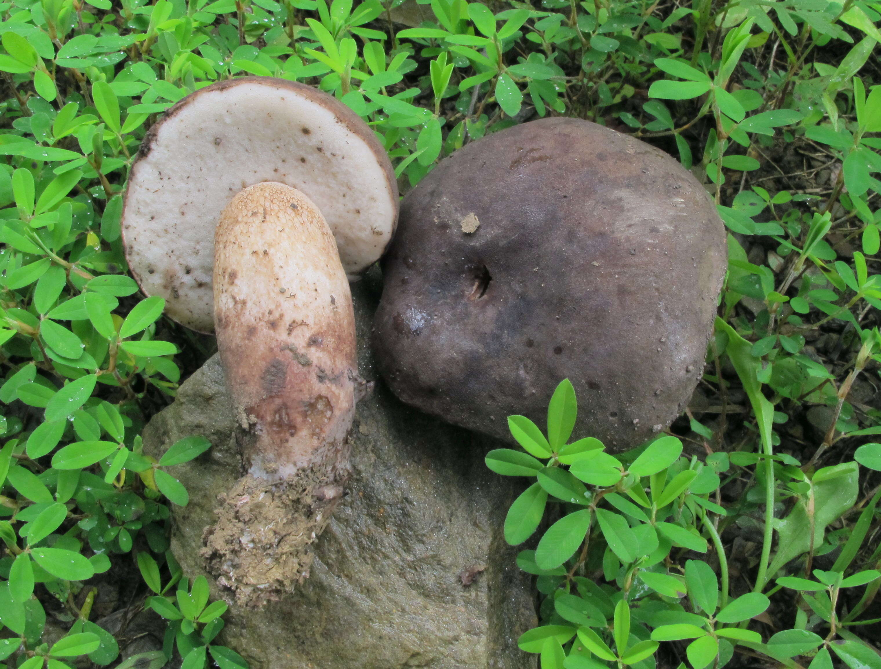 Image of Tylopilus alboater (Schwein.) Murrill 1909