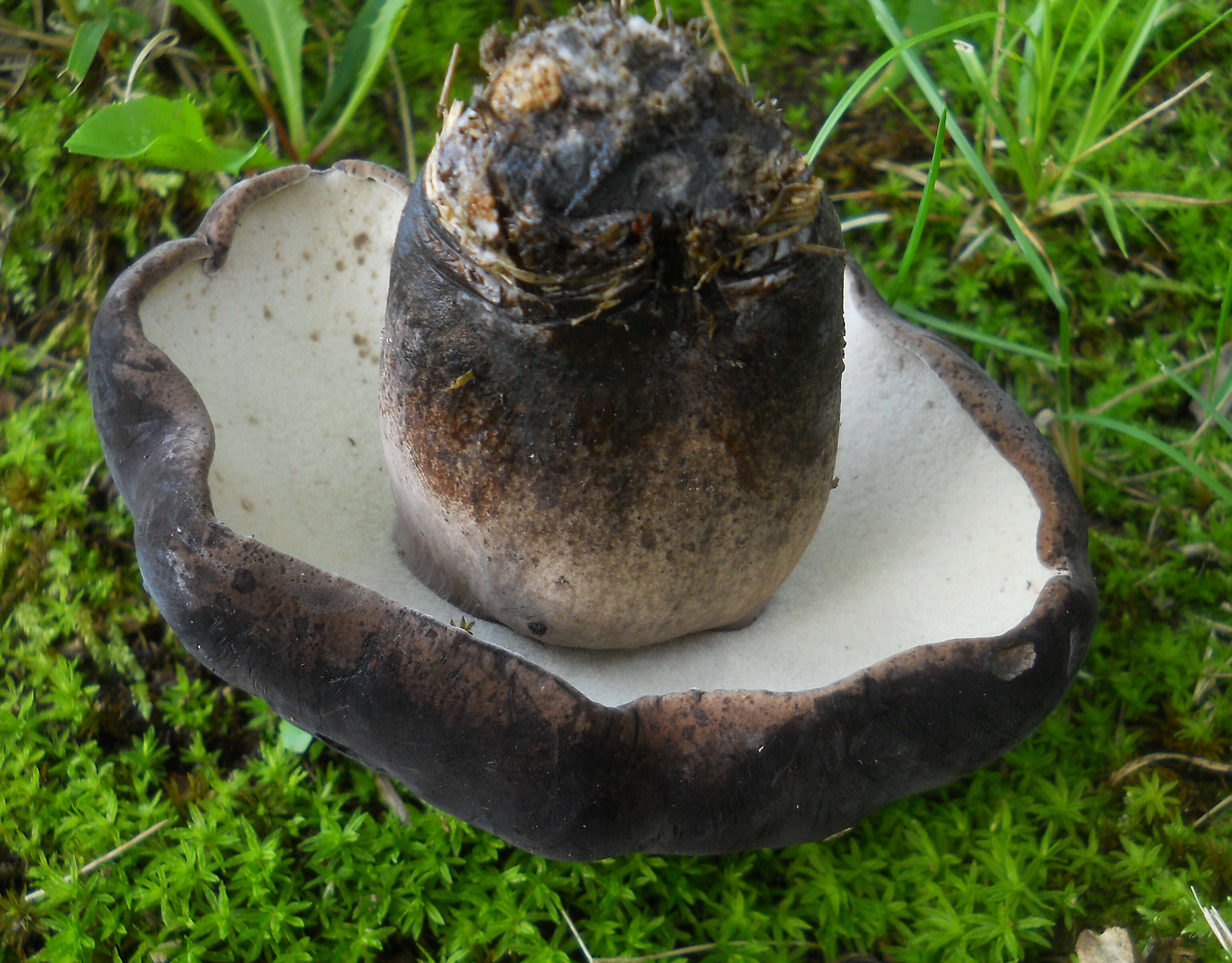 Image of Tylopilus alboater (Schwein.) Murrill 1909