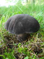 Image of Tylopilus alboater (Schwein.) Murrill 1909