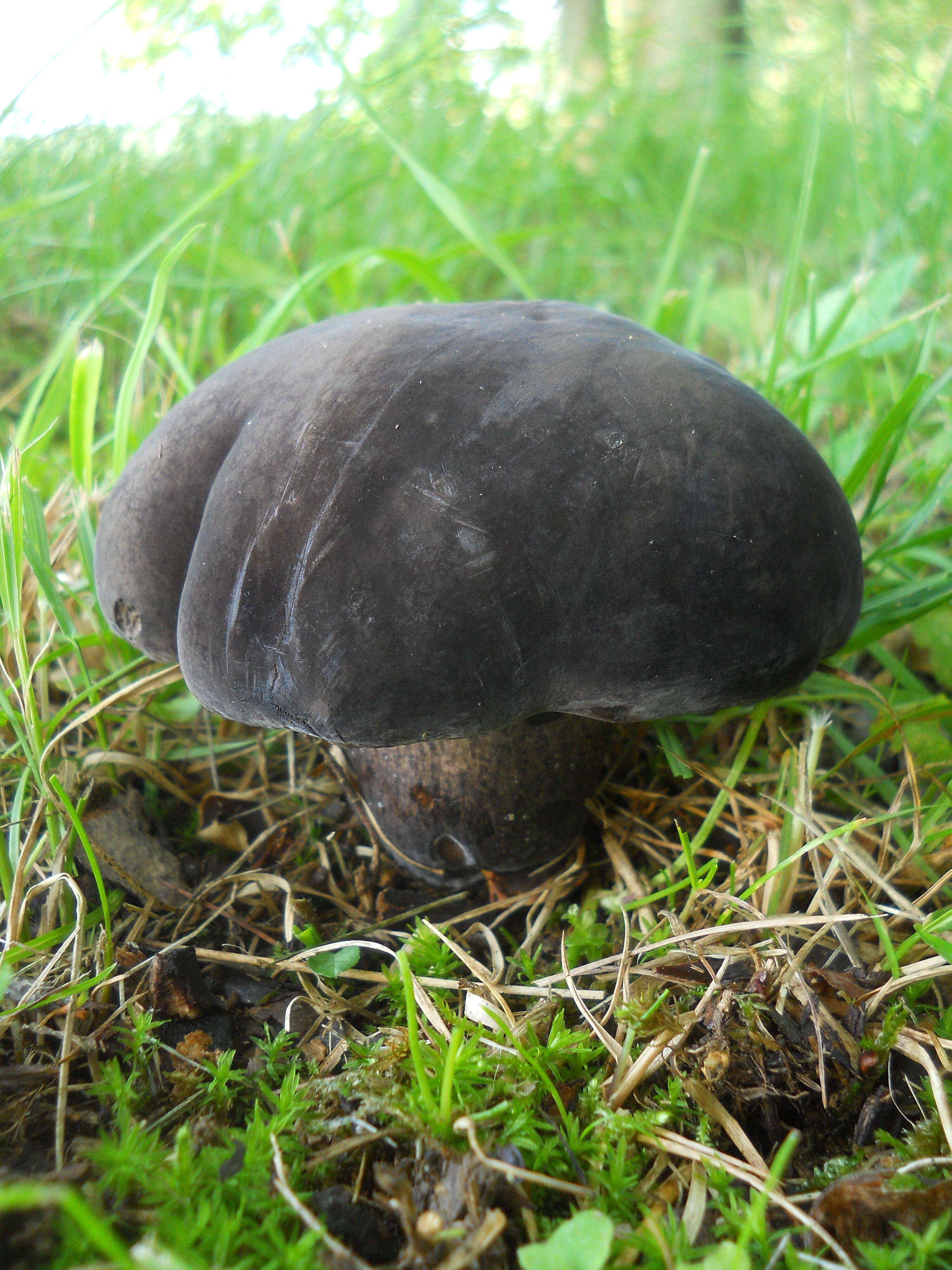 Image of Tylopilus alboater (Schwein.) Murrill 1909