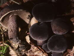 Image of Tylopilus alboater (Schwein.) Murrill 1909