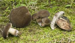 Image of Tylopilus alboater (Schwein.) Murrill 1909