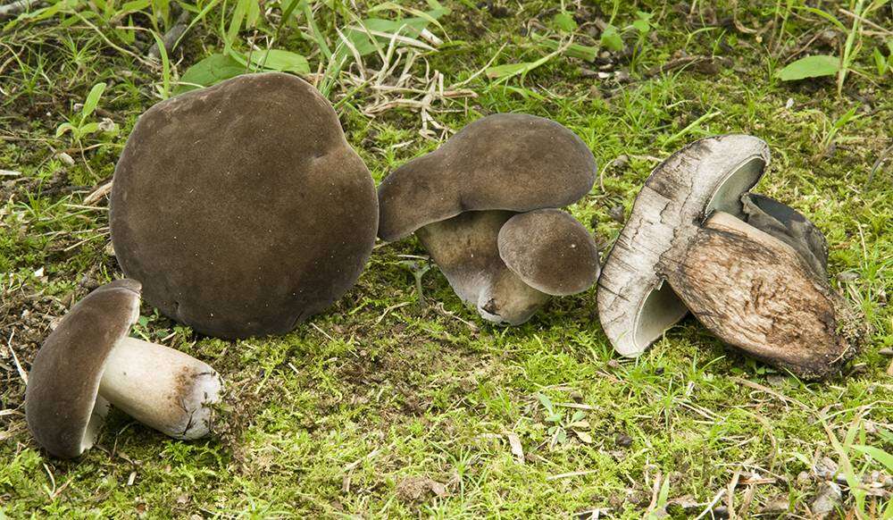 Image of Tylopilus alboater (Schwein.) Murrill 1909