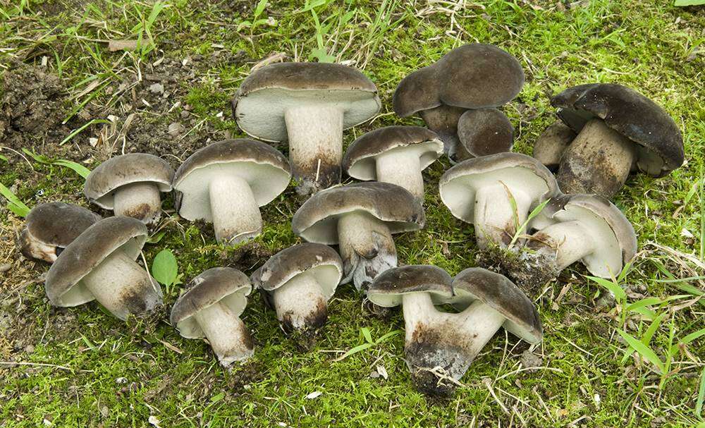 Image of Tylopilus alboater (Schwein.) Murrill 1909