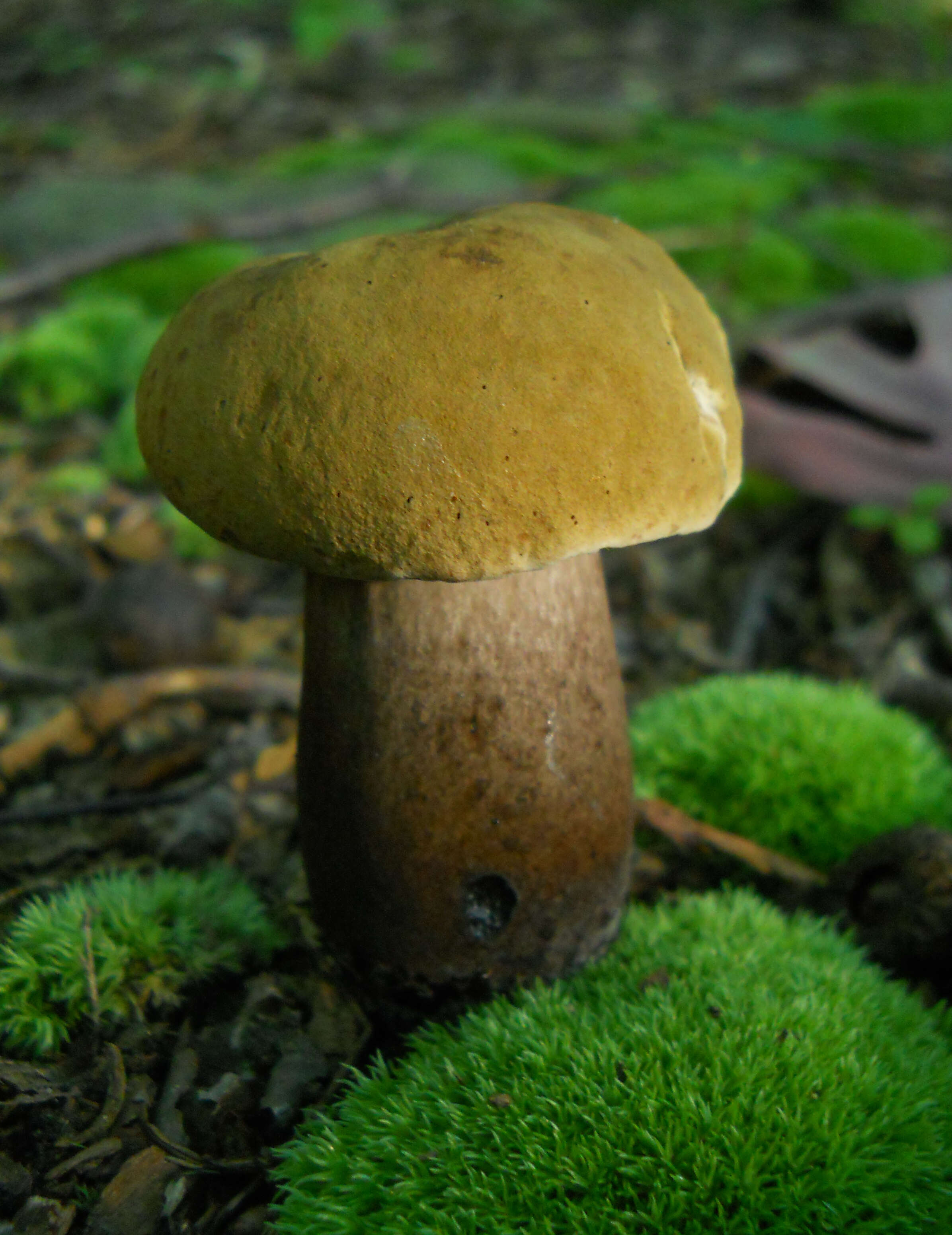 Plancia ëd Tylopilus atronicotianus Both 1998