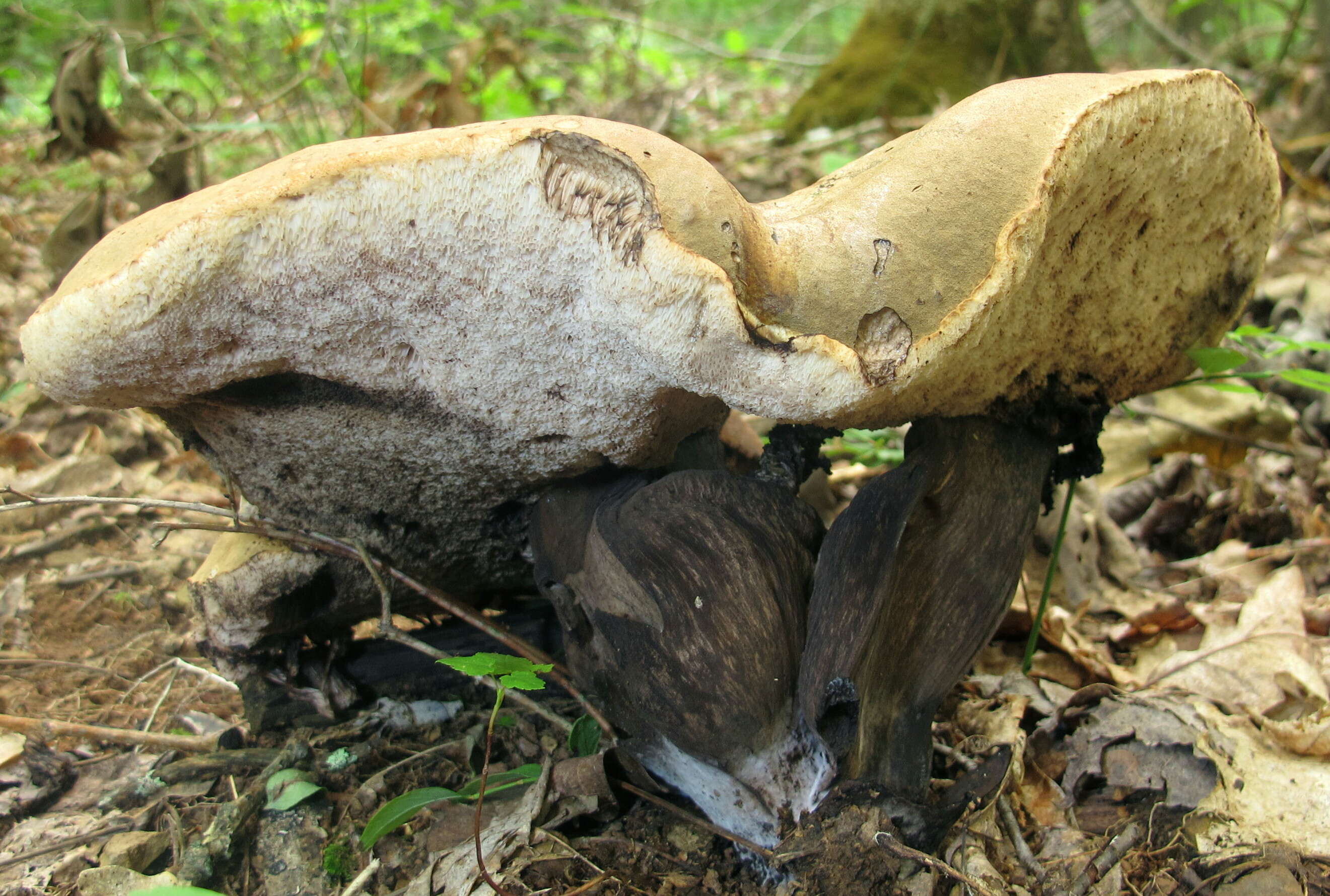 Plancia ëd Tylopilus atronicotianus Both 1998