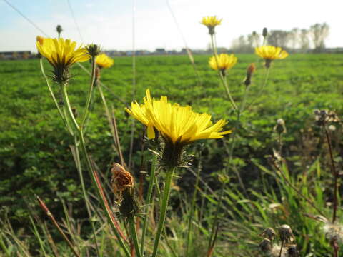 Image of hawkweed oxtongue