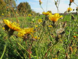 Image of hawkweed oxtongue