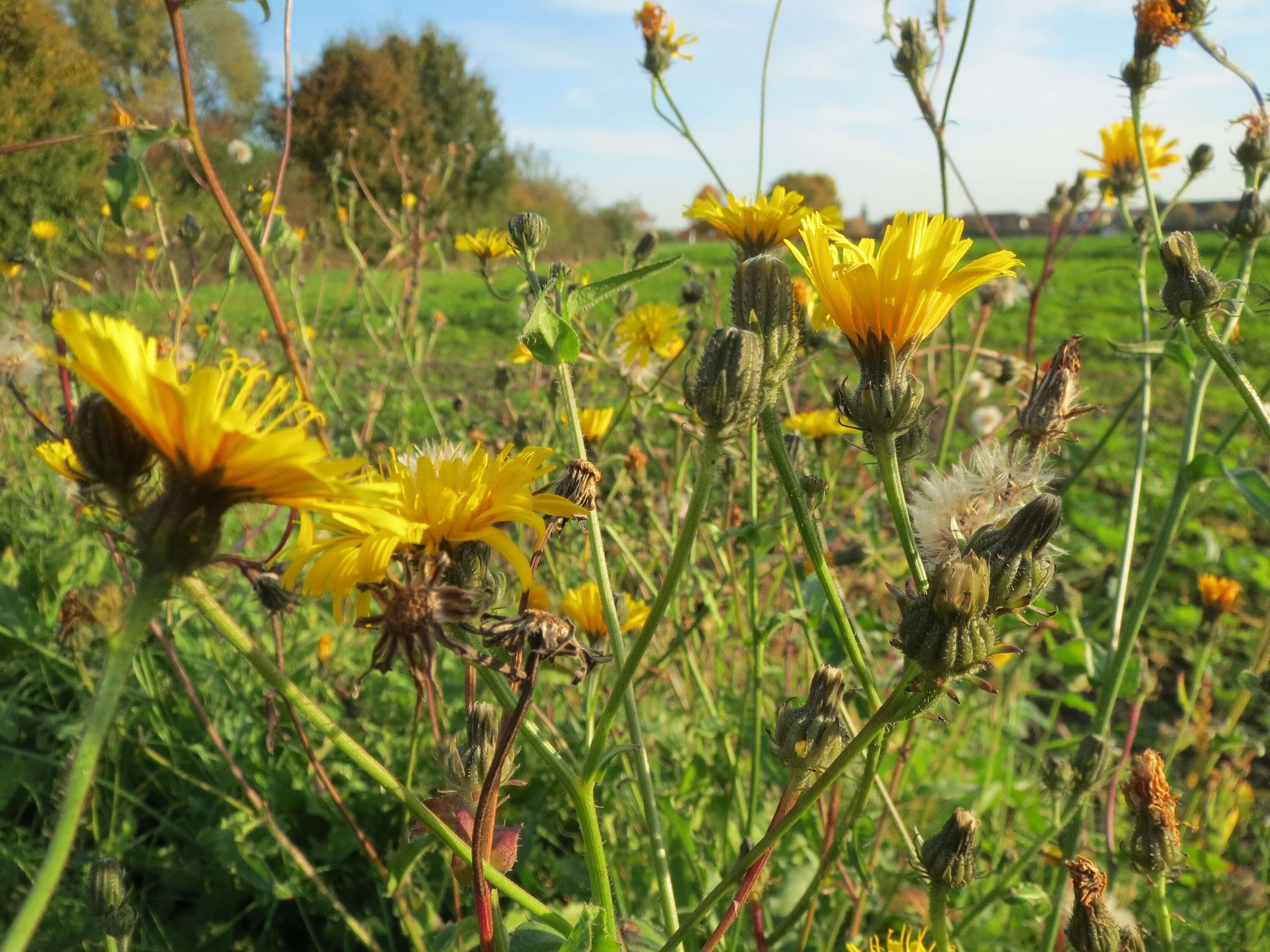 Image of hawkweed oxtongue