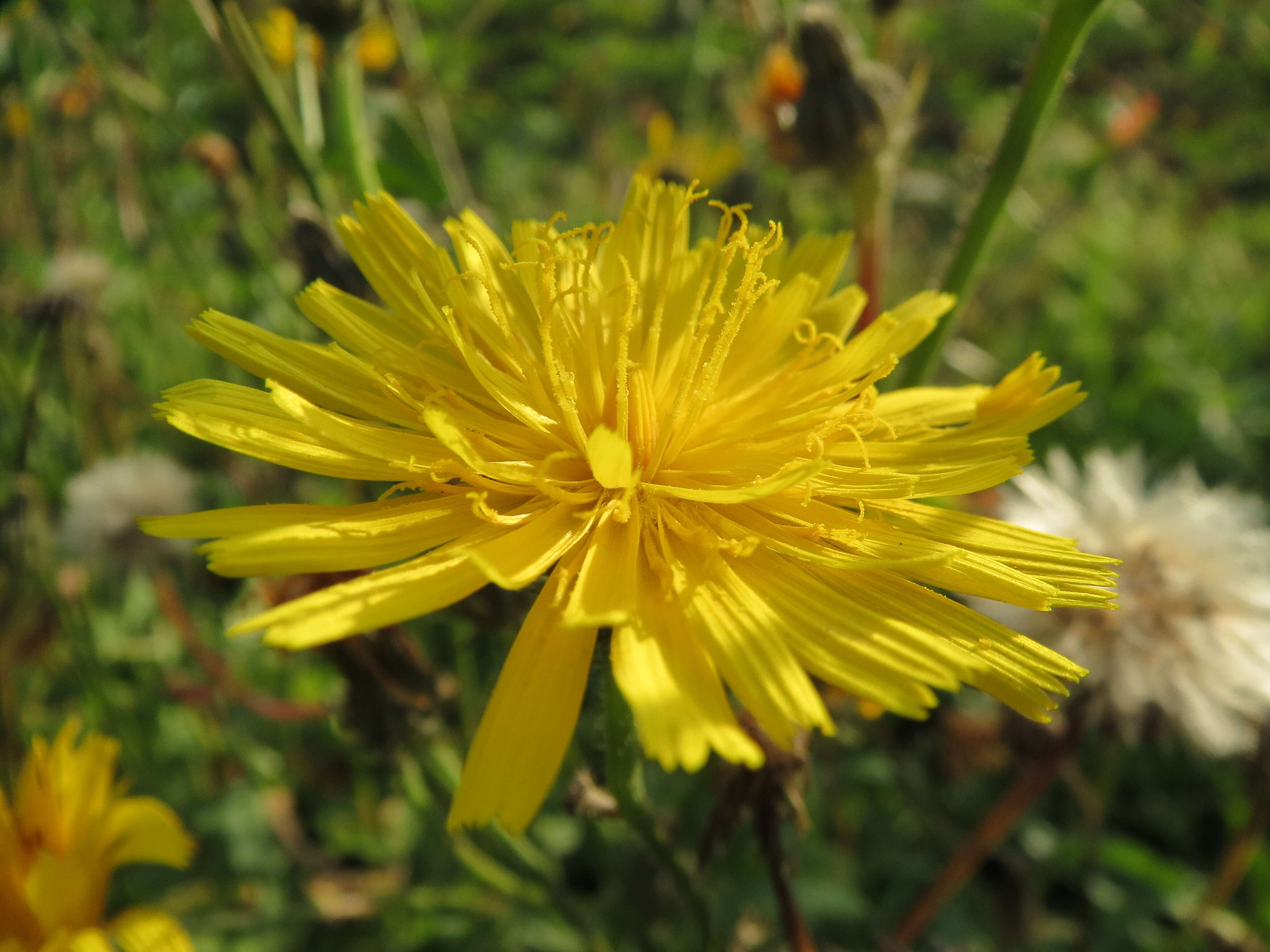 Image of hawkweed oxtongue