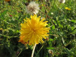 Image of hawkweed oxtongue