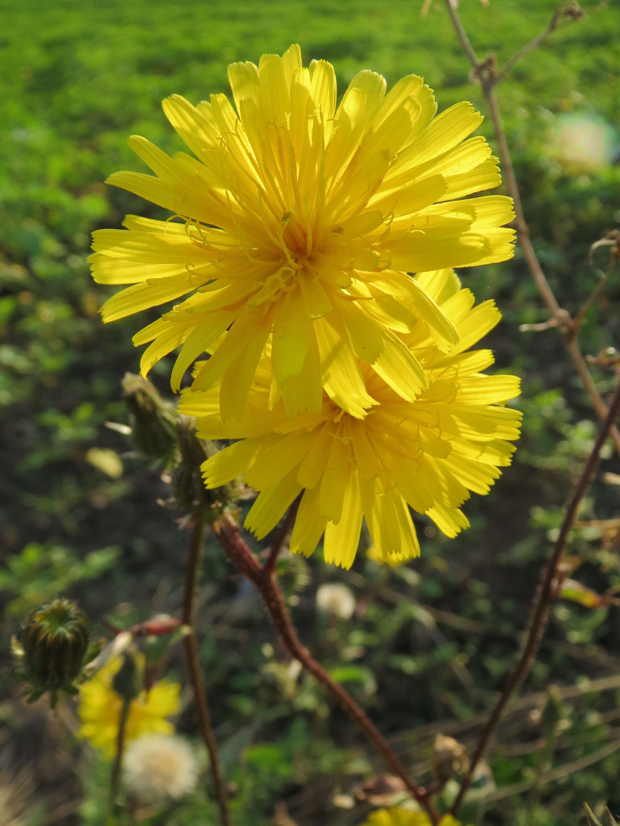 Image of hawkweed oxtongue