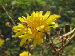 Image of hawkweed oxtongue