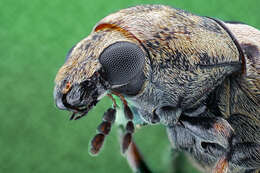 Image of fungus weevils