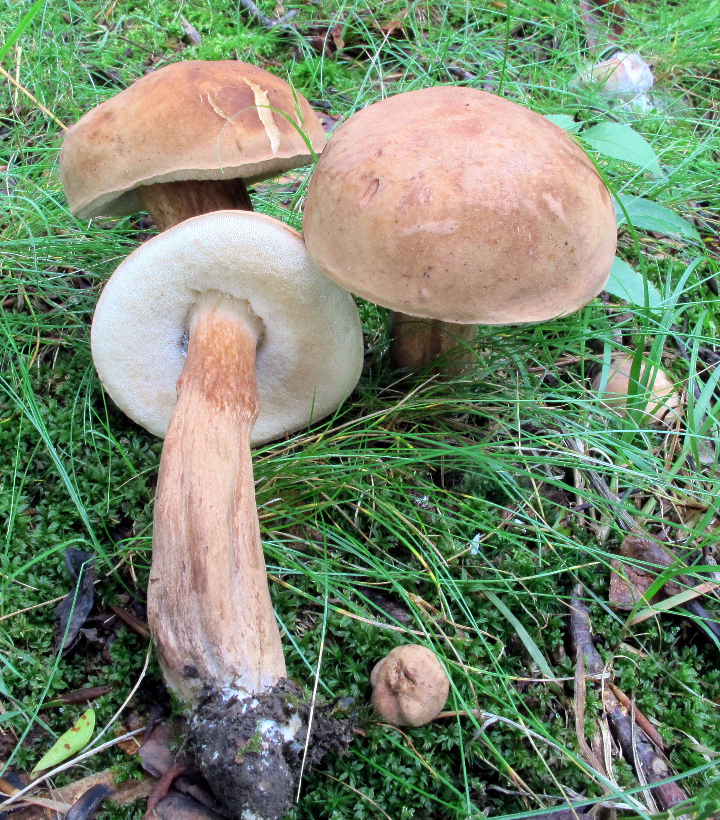 Image of Tylopilus ferrugineus (Frost) Singer 1947