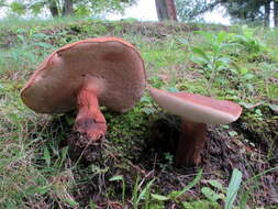 Image of Tylopilus ferrugineus (Frost) Singer 1947