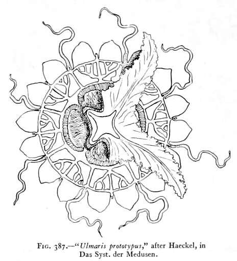 Image of Ulmaris Haeckel 1880