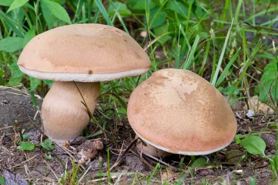 Image of Tylopilus ferrugineus (Frost) Singer 1947