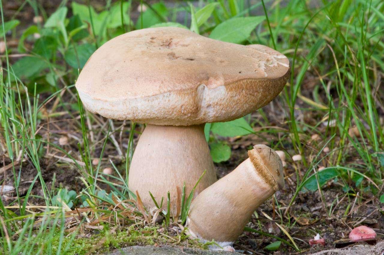 Image of Tylopilus ferrugineus (Frost) Singer 1947