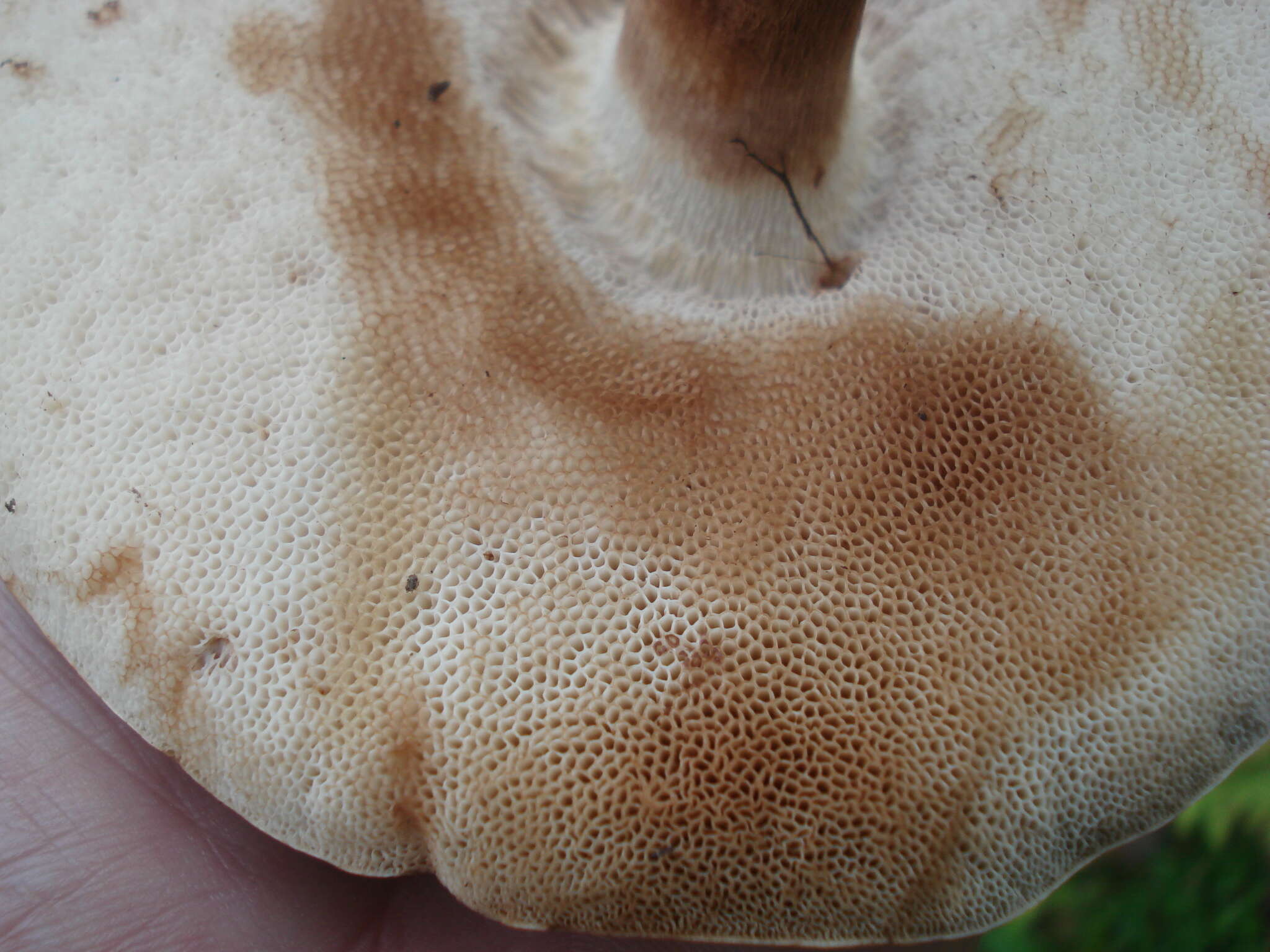 Image of Tylopilus ferrugineus (Frost) Singer 1947