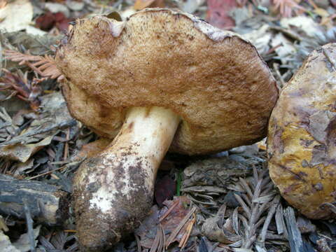 Tylopilus humilis Thiers 1967的圖片