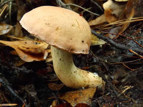 Image of Pale bitter bolete