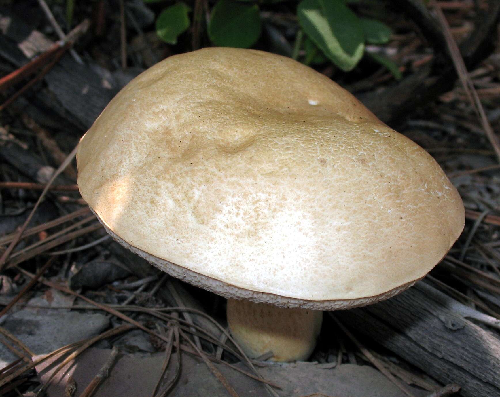 Image of Pale bitter bolete