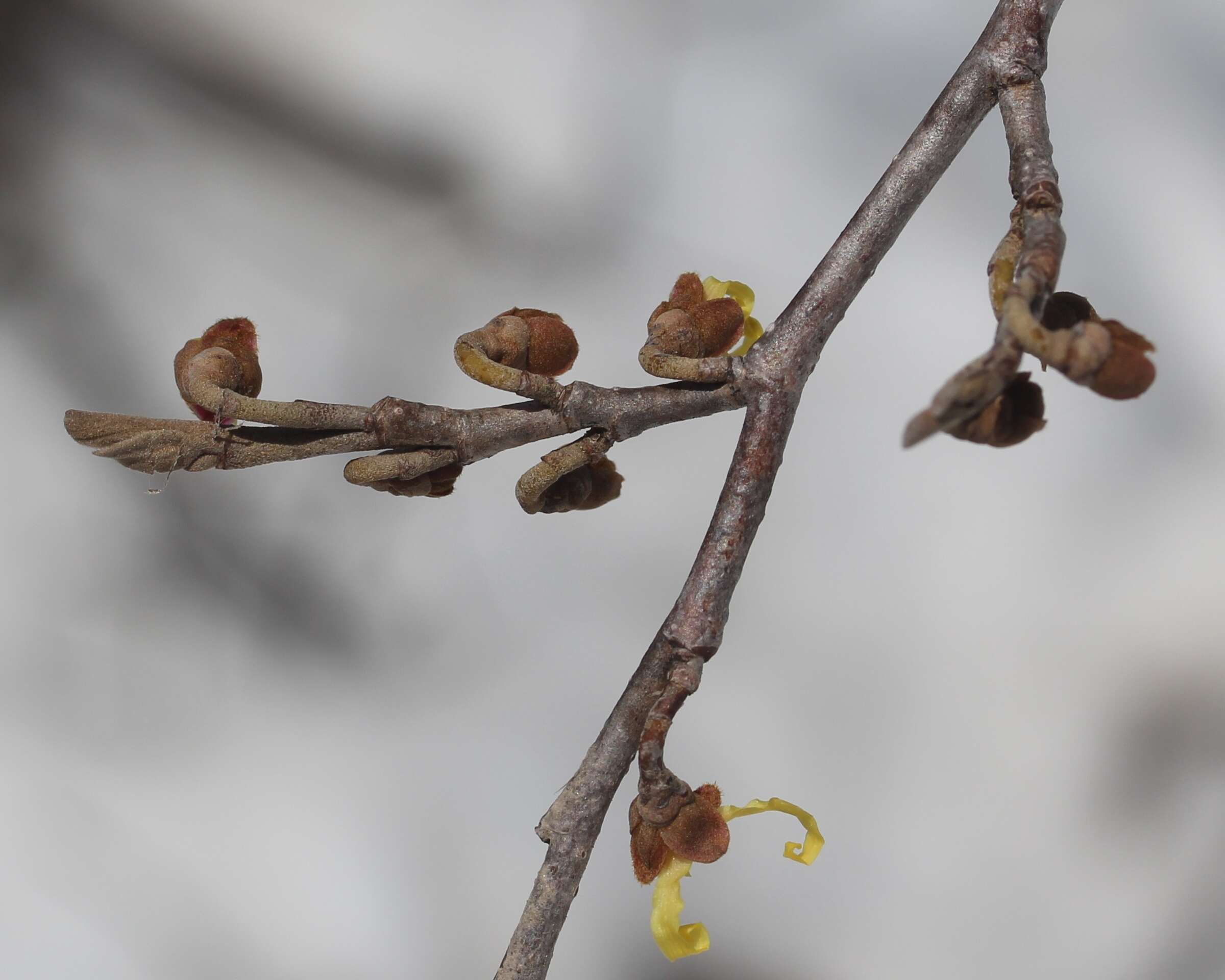 Image of Japanese Witch Hazel