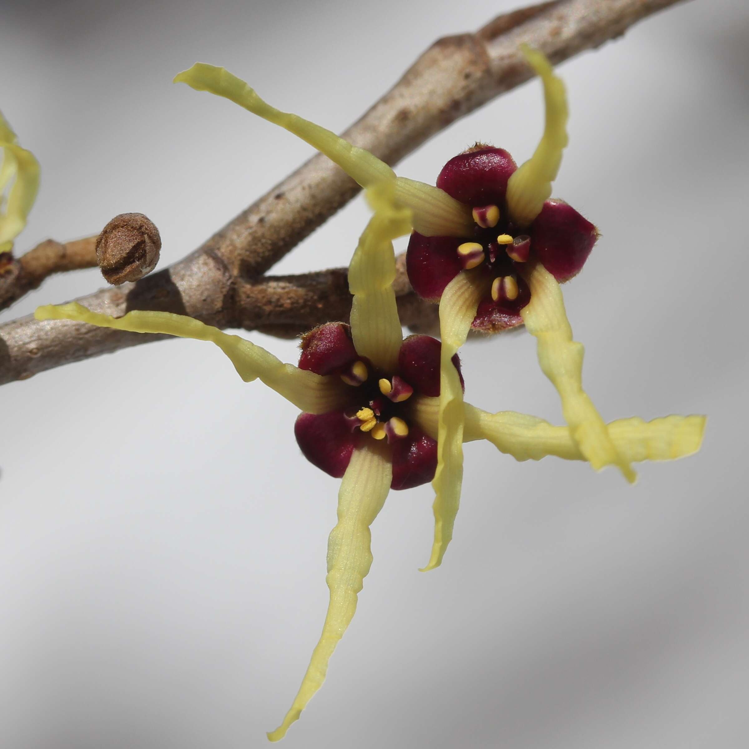 Image of Japanese Witch Hazel