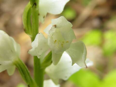 Image of Cephalanthera erecta (Thunb.) Blume