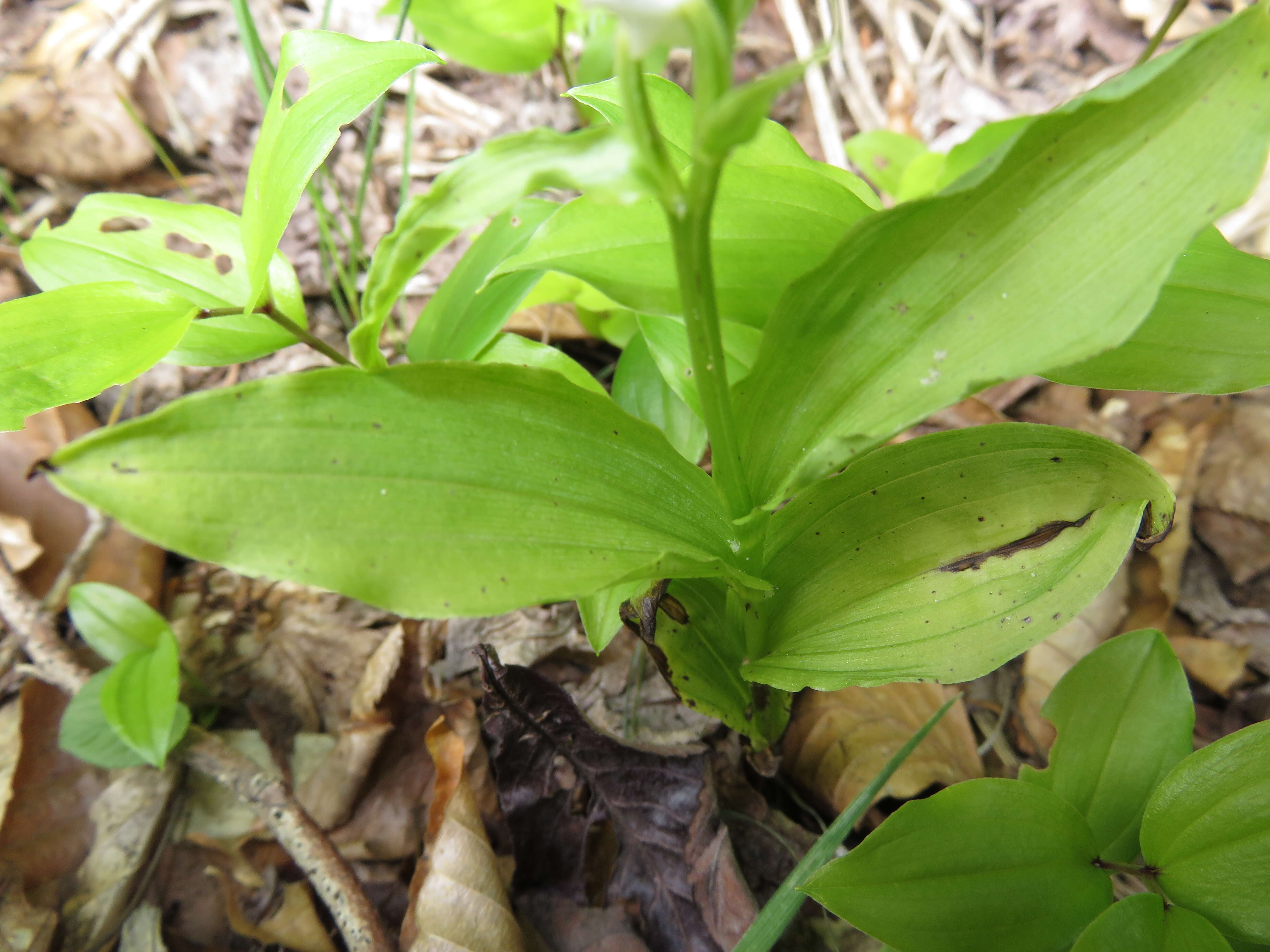 Image of Cephalanthera erecta (Thunb.) Blume