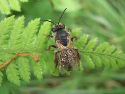 Imagem de Andrena vicina Smith 1853