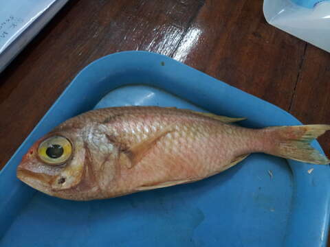 Image of Fork-tailed threadfin bream