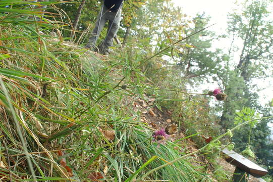 Image of spotted knapweed