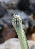 Image of Eastern Montpellier Snake